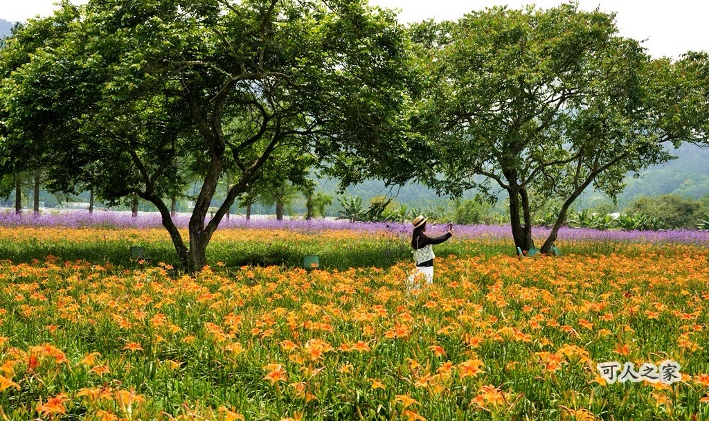 頭社金針花