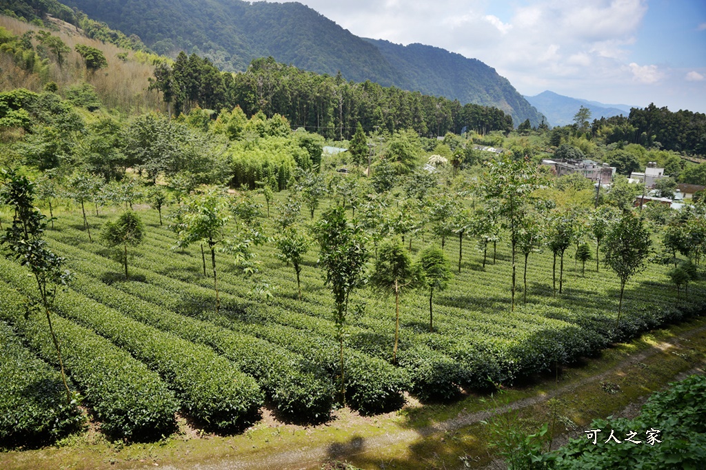 阿里山頂湖步道（頂湖自然生態區）登山口,頂湖步道（頂湖自然生態區）,頂湖自然生態區