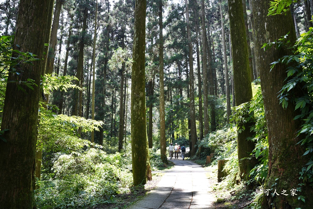 阿里山頂湖步道（頂湖自然生態區）登山口,頂湖步道（頂湖自然生態區）,頂湖自然生態區