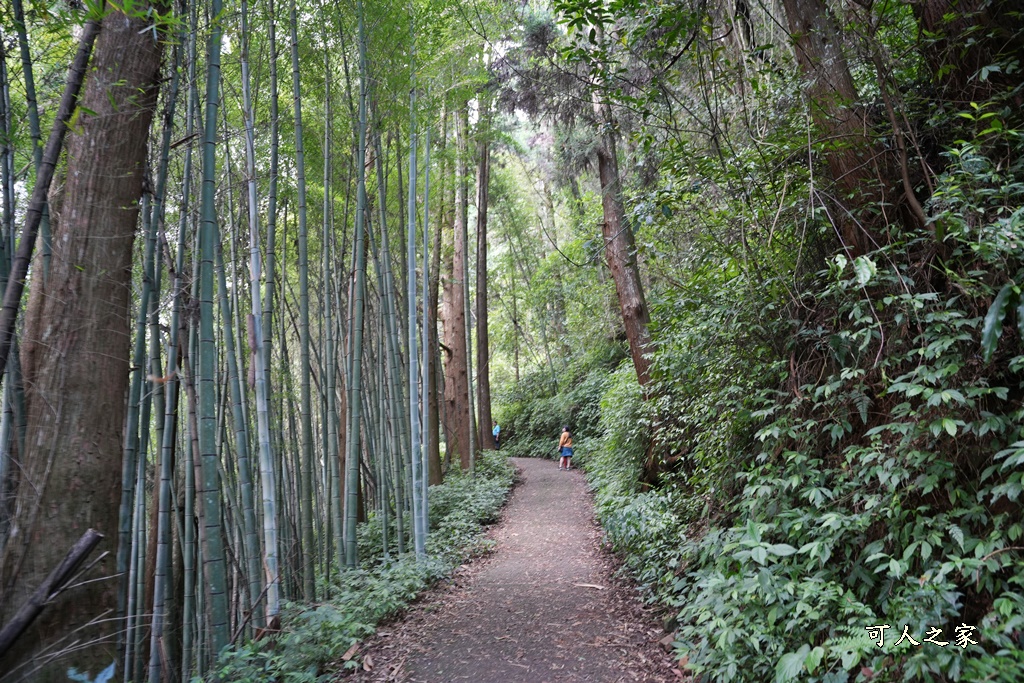 阿里山頂湖步道（頂湖自然生態區）登山口,頂湖步道（頂湖自然生態區）,頂湖自然生態區