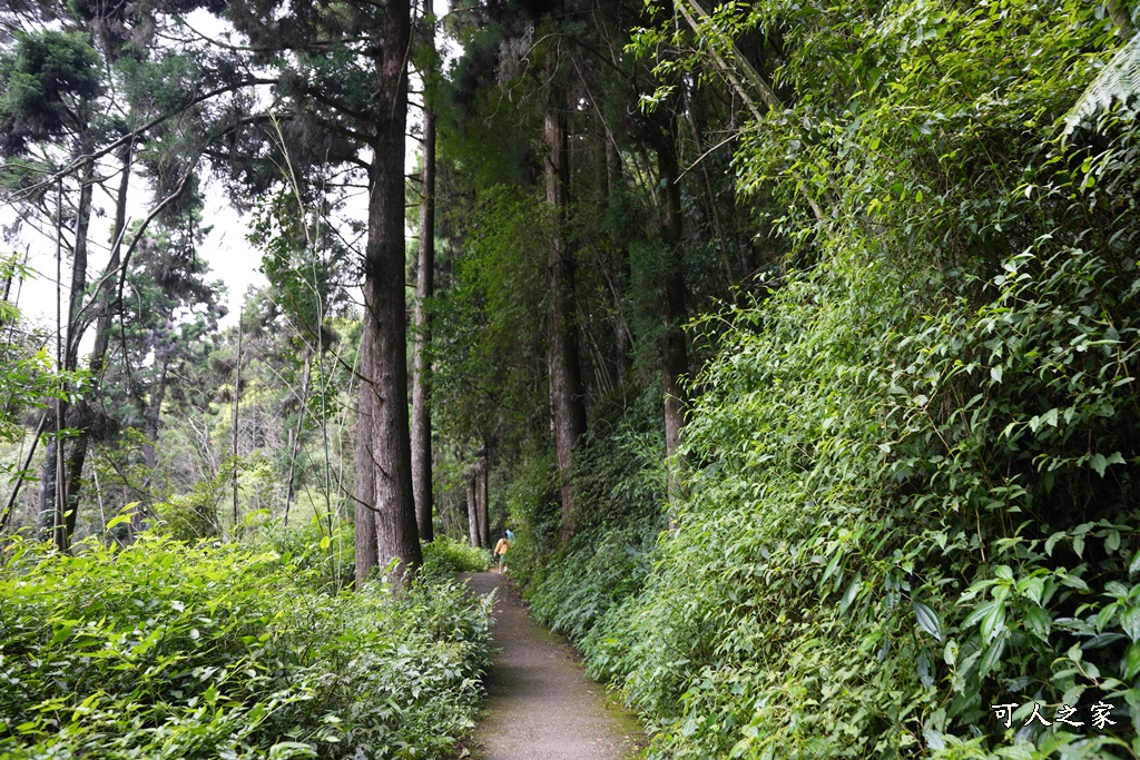 阿里山頂湖步道（頂湖自然生態區）登山口,頂湖步道（頂湖自然生態區）,頂湖自然生態區