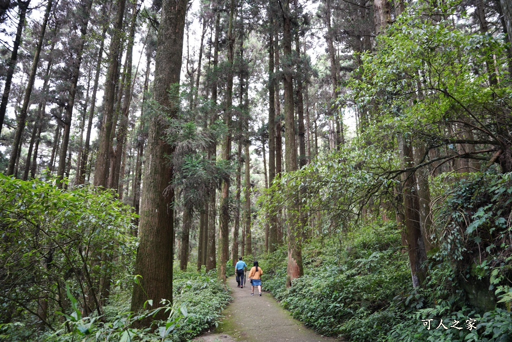 阿里山頂湖步道（頂湖自然生態區）登山口,頂湖步道（頂湖自然生態區）,頂湖自然生態區