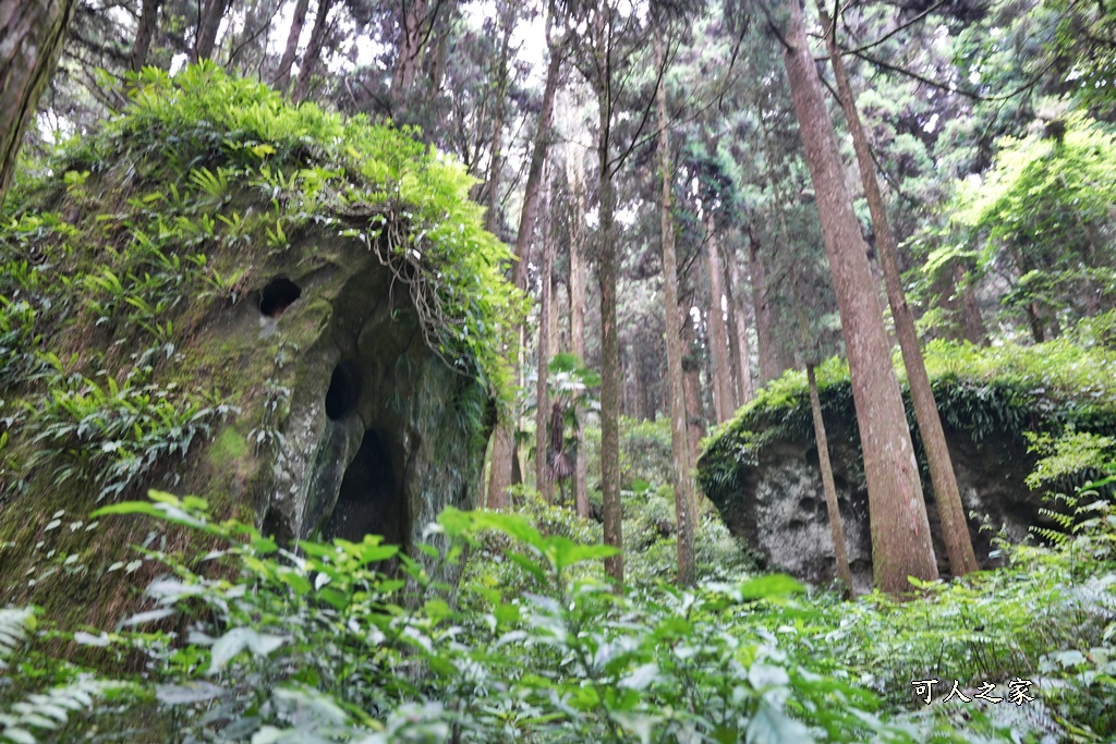 阿里山頂湖步道（頂湖自然生態區）登山口,頂湖步道（頂湖自然生態區）,頂湖自然生態區