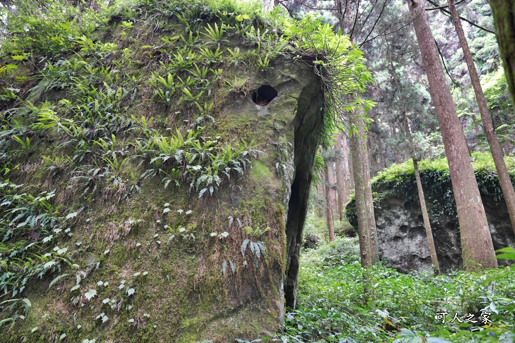 阿里山頂湖步道（頂湖自然生態區）登山口,頂湖步道（頂湖自然生態區）,頂湖自然生態區