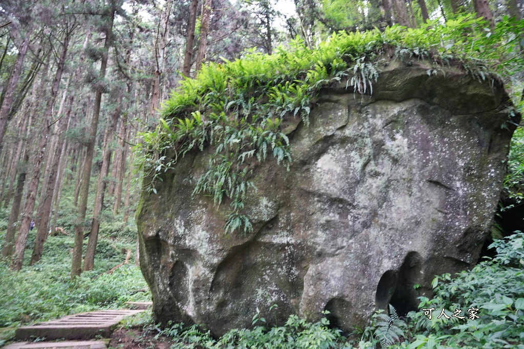 阿里山頂湖步道（頂湖自然生態區）登山口,頂湖步道（頂湖自然生態區）,頂湖自然生態區