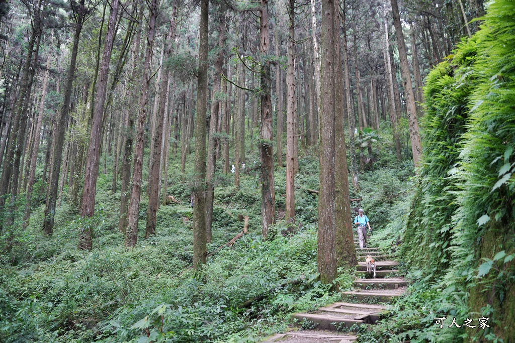 阿里山頂湖步道（頂湖自然生態區）登山口,頂湖步道（頂湖自然生態區）,頂湖自然生態區