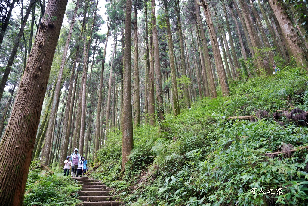 阿里山頂湖步道（頂湖自然生態區）登山口,頂湖步道（頂湖自然生態區）,頂湖自然生態區