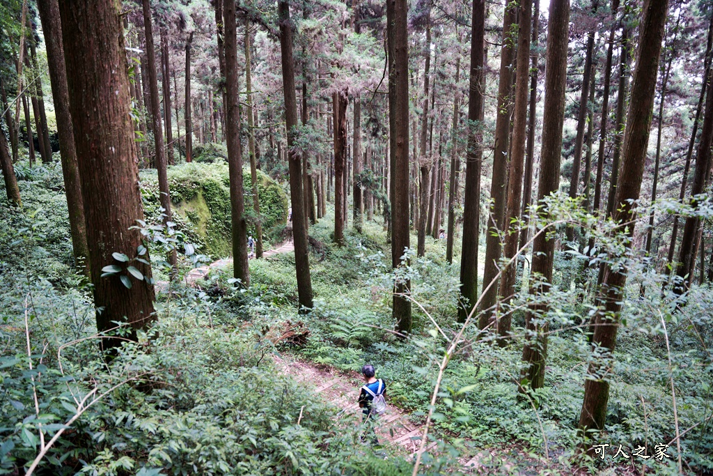 阿里山頂湖步道（頂湖自然生態區）登山口,頂湖步道（頂湖自然生態區）,頂湖自然生態區