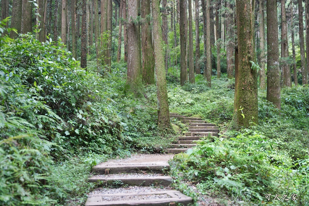 阿里山頂湖步道（頂湖自然生態區）登山口,頂湖步道（頂湖自然生態區）,頂湖自然生態區