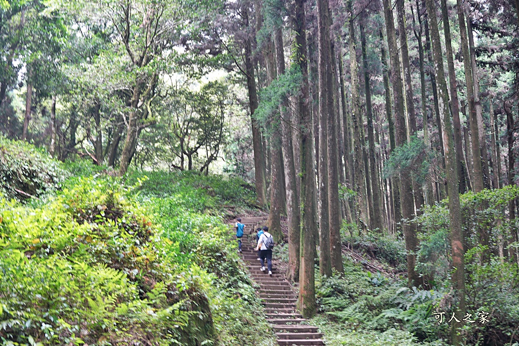 阿里山頂湖步道（頂湖自然生態區）登山口,頂湖步道（頂湖自然生態區）,頂湖自然生態區