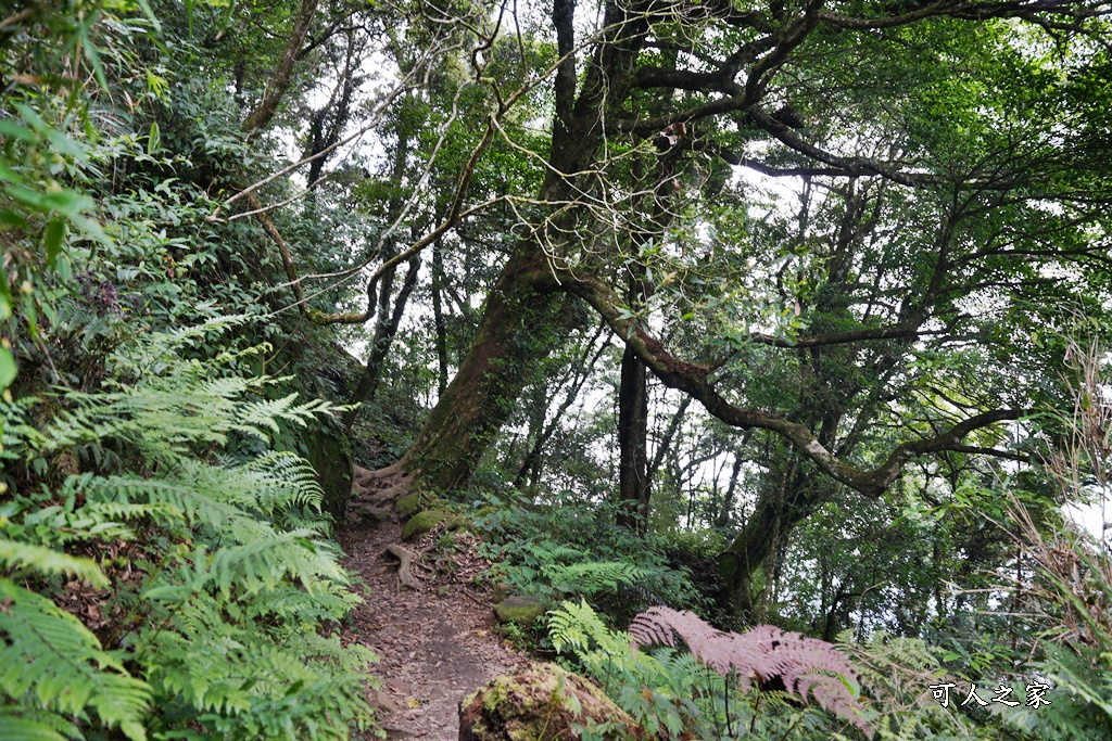 阿里山頂湖步道（頂湖自然生態區）登山口,頂湖步道（頂湖自然生態區）,頂湖自然生態區