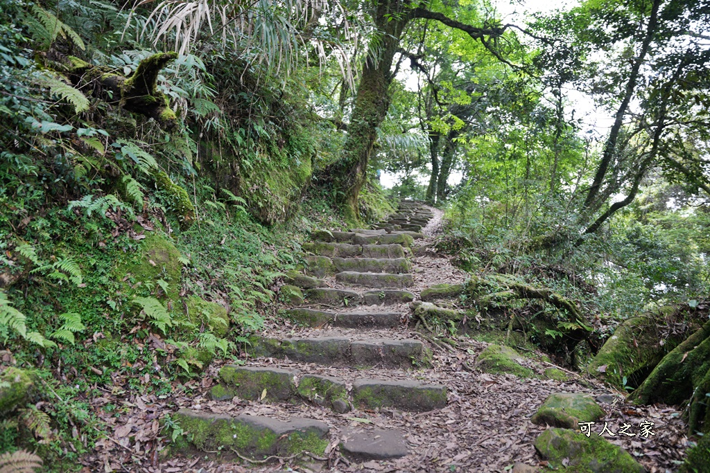 阿里山頂湖步道（頂湖自然生態區）登山口,頂湖步道（頂湖自然生態區）,頂湖自然生態區