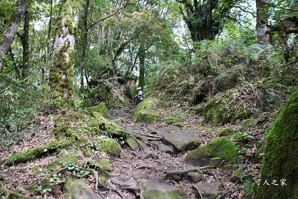 阿里山頂湖步道（頂湖自然生態區）登山口,頂湖步道（頂湖自然生態區）,頂湖自然生態區