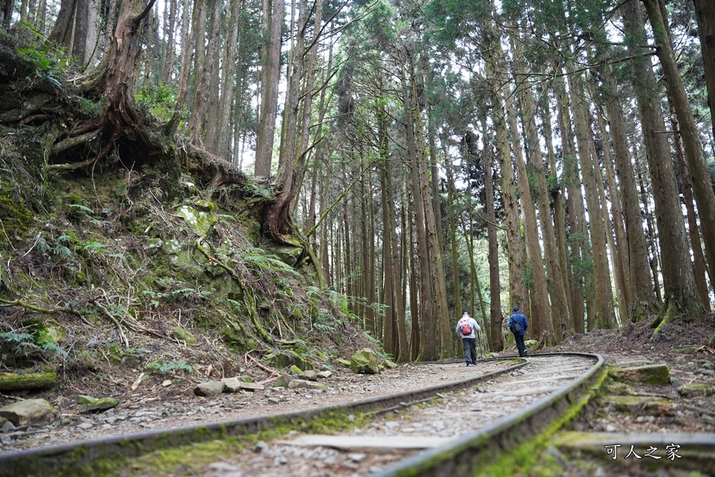 延伸閱讀：嘉義阿里山【特富野古道】鐵道森林秘境！自忠登山入口，步道3.7K攻略