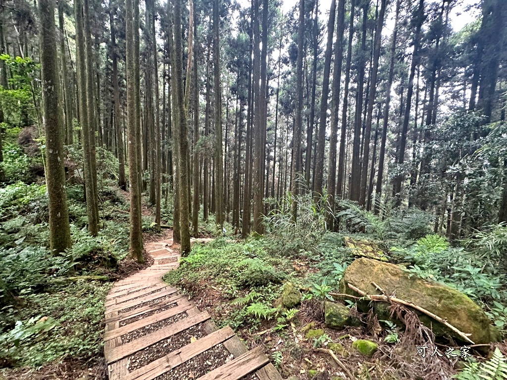 阿里山頂湖步道（頂湖自然生態區）登山口,頂湖步道（頂湖自然生態區）,頂湖自然生態區