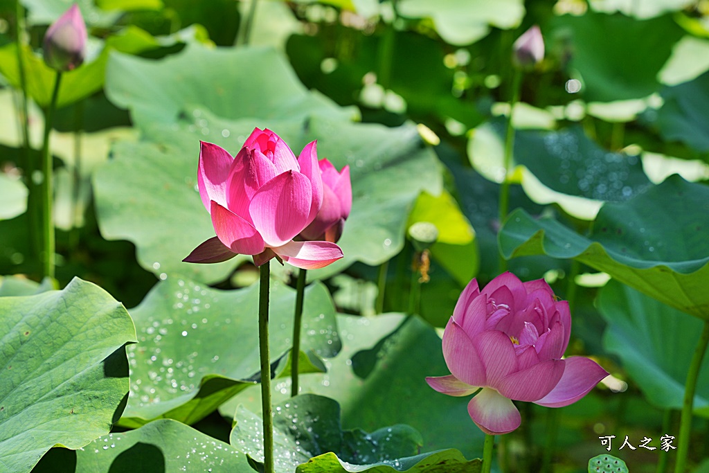 冰品,埔里桃米，近日月潭,妮娜巧克力,寵物友善,岸境濕地莊園,庭園咖啡野餐,杯子蛋糕,生態導覽,紙教堂。,親子戲水場域,野溪體驗，輕食