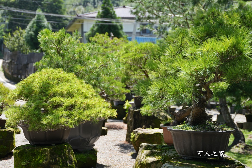 c3 cafe,C3 cafe《推薦咖啡廳》卓蘭秘境下午茶｜下午茶甜點｜精緻下午茶｜咖啡甜點｜特色｜熱門｜質感｜聚會咖啡廳,苗栗卓蘭新景點,苗栗景點