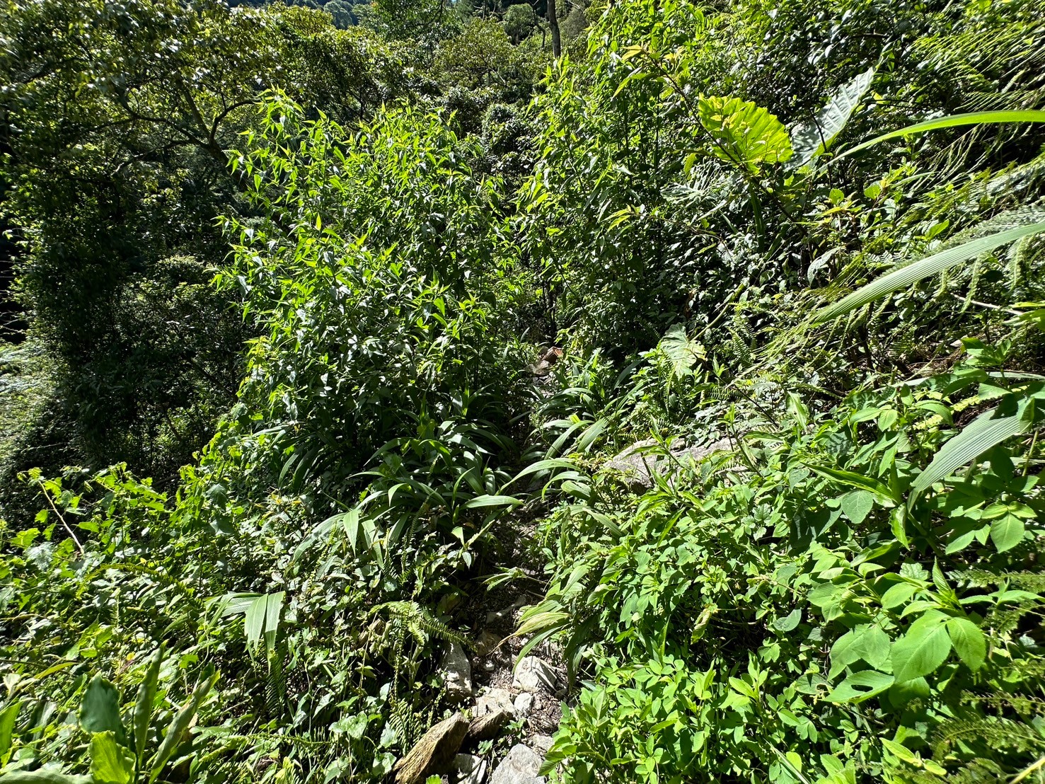 -唐麻丹山步道-蝴蝶谷瀑布,-唐麻丹山步道-蝴蝶谷瀑布-松鶴登山口,唐麻丹山步道,蝴蝶谷瀑布