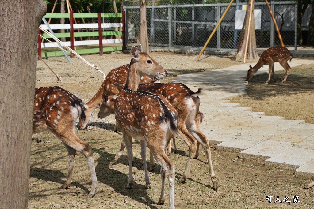 萌寵村親子樂園