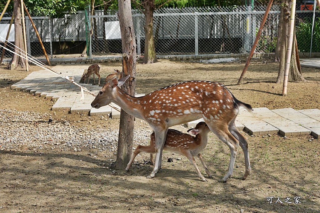 萌寵村親子樂園