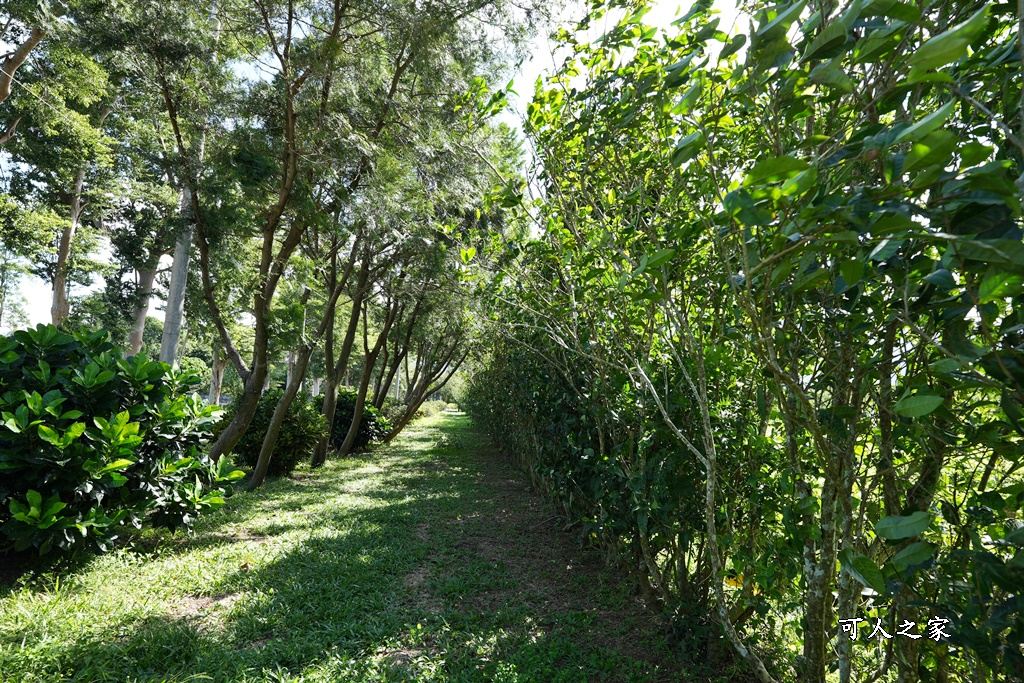 台東私房秘境,茶金,電視劇「茶金」第一集阿薩姆紅茶園拍攝場景