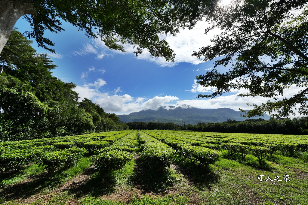 台東私房秘境,茶金,電視劇「茶金」第一集阿薩姆紅茶園拍攝場景