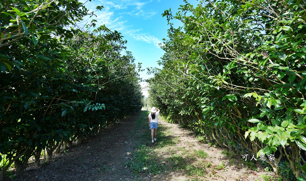 台東私房秘境,茶金,電視劇「茶金」第一集阿薩姆紅茶園拍攝場景