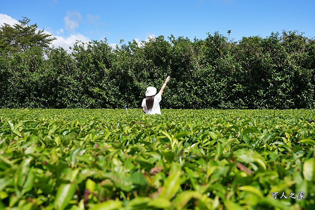 台東私房秘境,茶金,電視劇「茶金」第一集阿薩姆紅茶園拍攝場景