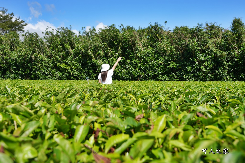 台東私房秘境,茶金,電視劇「茶金」第一集阿薩姆紅茶園拍攝場景