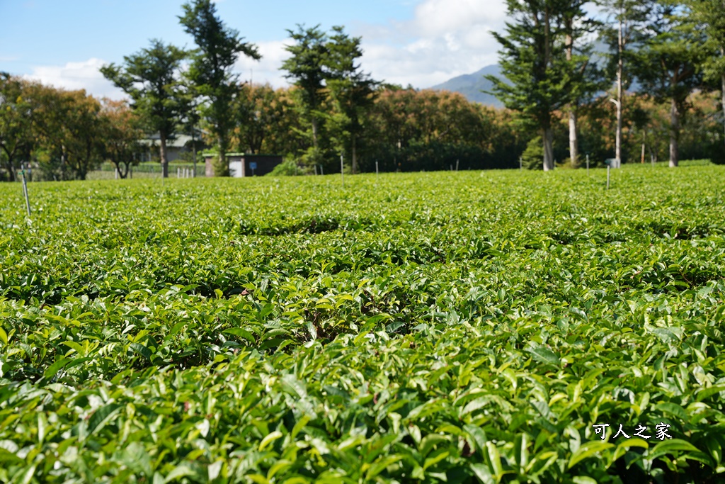 台東私房秘境,茶金,電視劇「茶金」第一集阿薩姆紅茶園拍攝場景