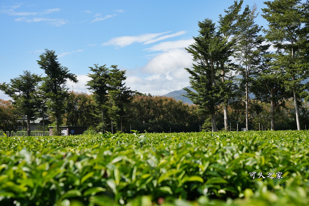 台東私房秘境,茶金,電視劇「茶金」第一集阿薩姆紅茶園拍攝場景