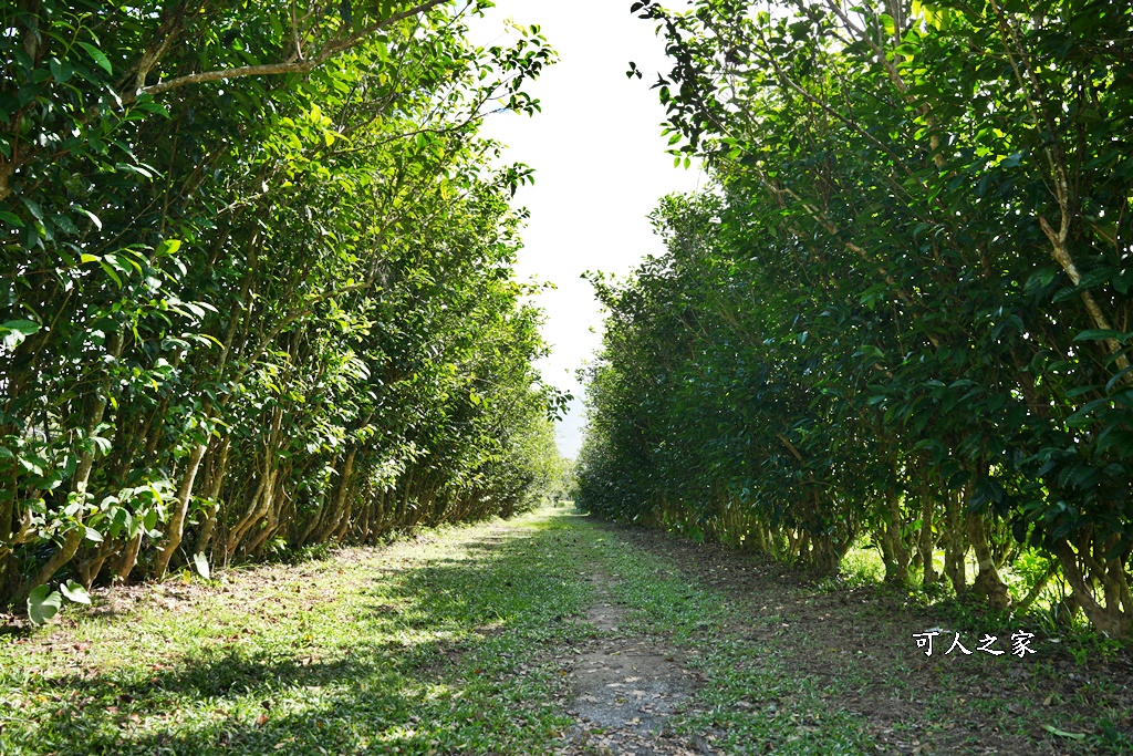 台東私房秘境,茶金,電視劇「茶金」第一集阿薩姆紅茶園拍攝場景