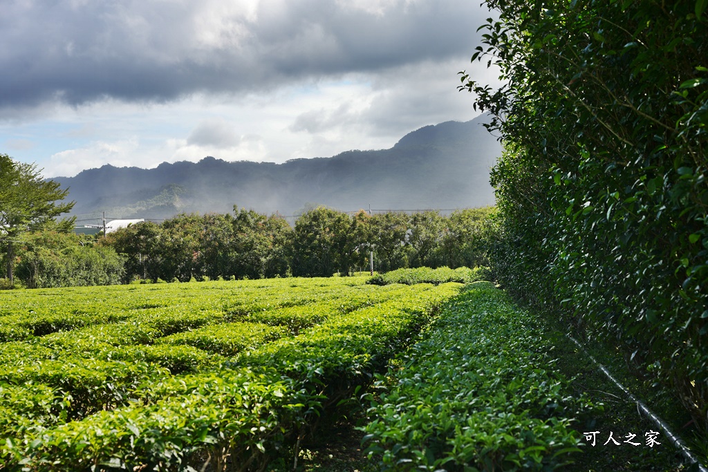 台東私房秘境,茶金,電視劇「茶金」第一集阿薩姆紅茶園拍攝場景