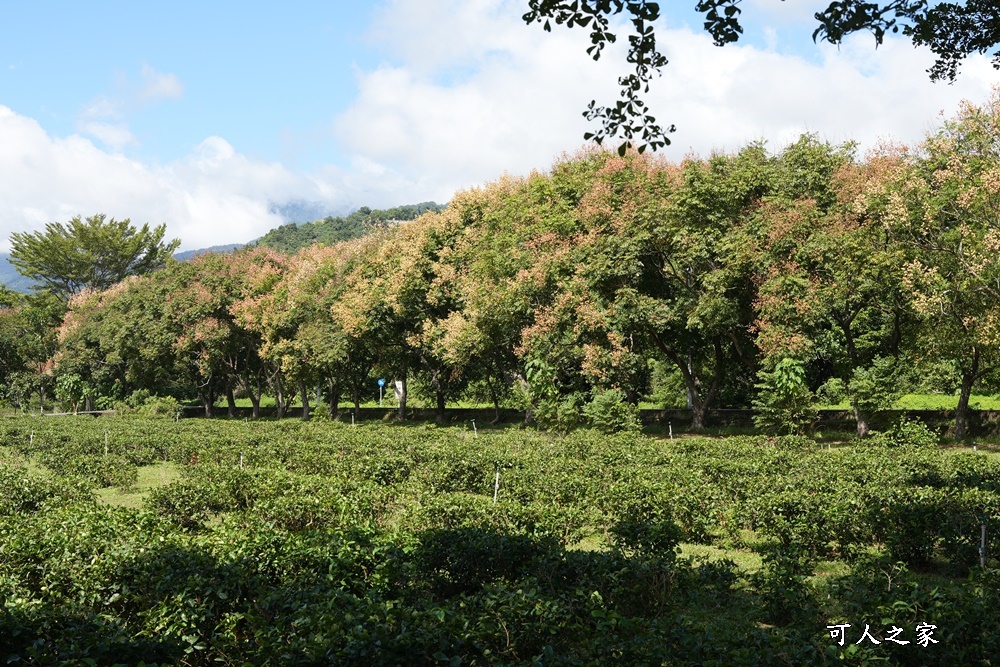 台東私房秘境,茶金,電視劇「茶金」第一集阿薩姆紅茶園拍攝場景