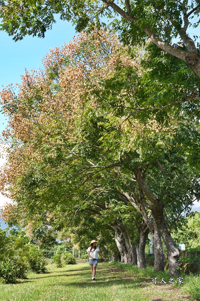 台東私房秘境,茶金,電視劇「茶金」第一集阿薩姆紅茶園拍攝場景