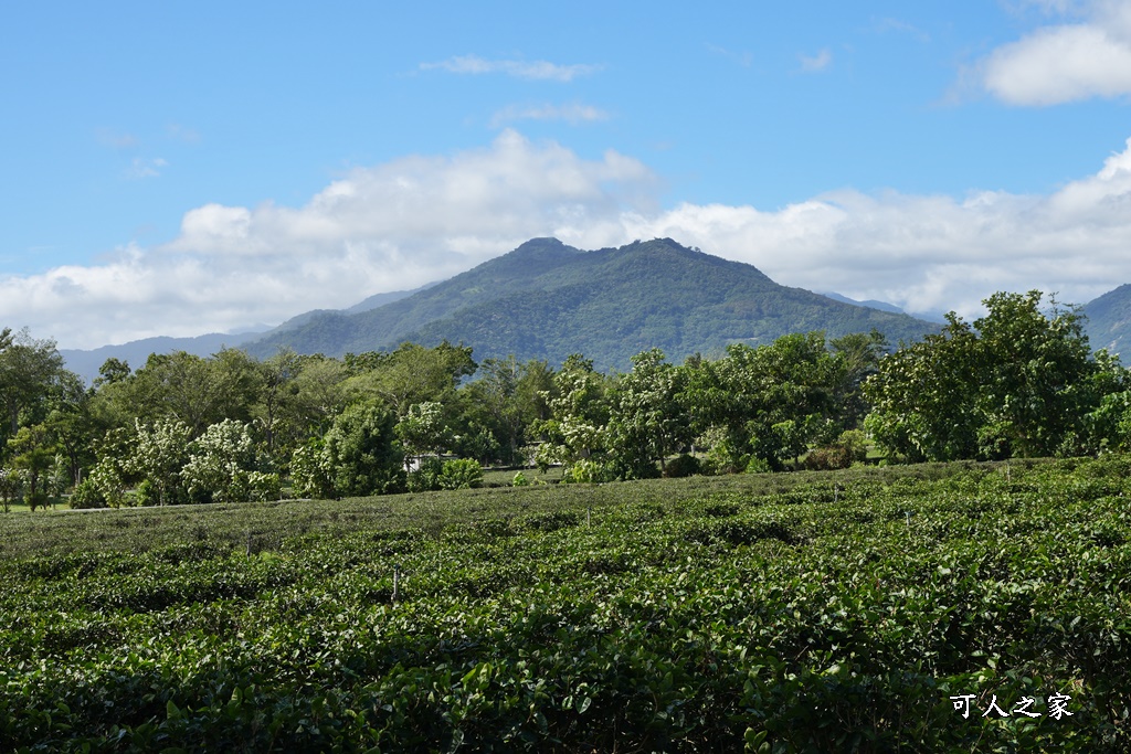 台東私房秘境,茶金,電視劇「茶金」第一集阿薩姆紅茶園拍攝場景