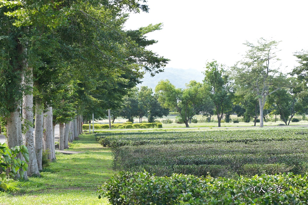 台東私房秘境,茶金,電視劇「茶金」第一集阿薩姆紅茶園拍攝場景