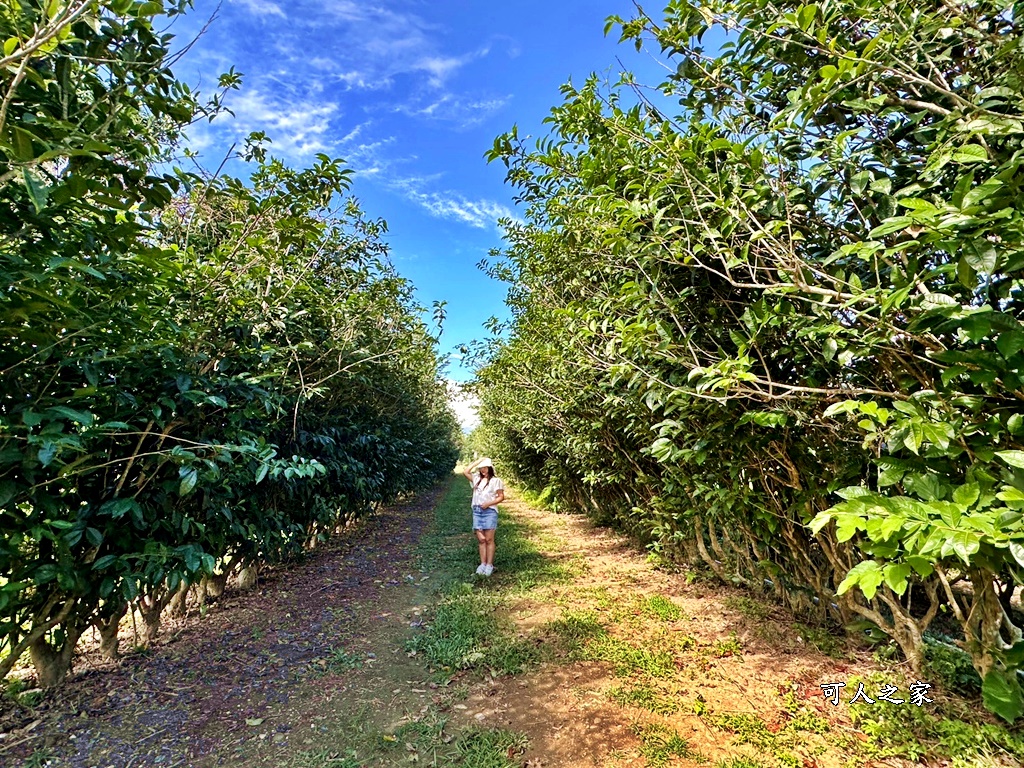 台東私房秘境,茶金,電視劇「茶金」第一集阿薩姆紅茶園拍攝場景