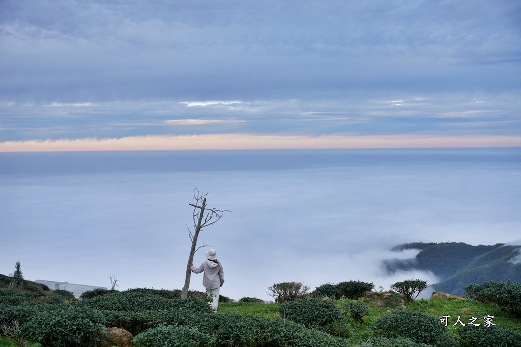 大崙山觀景台,鹿谷雲海季