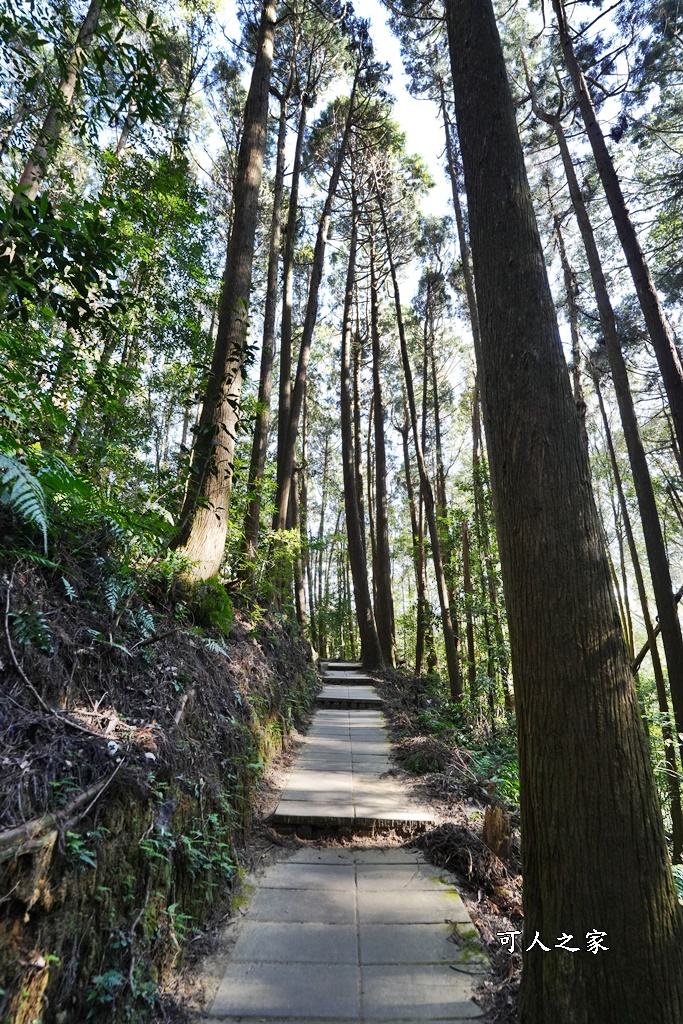 杉林步道,草嶺必吃美食,草嶺要吃甚麼？