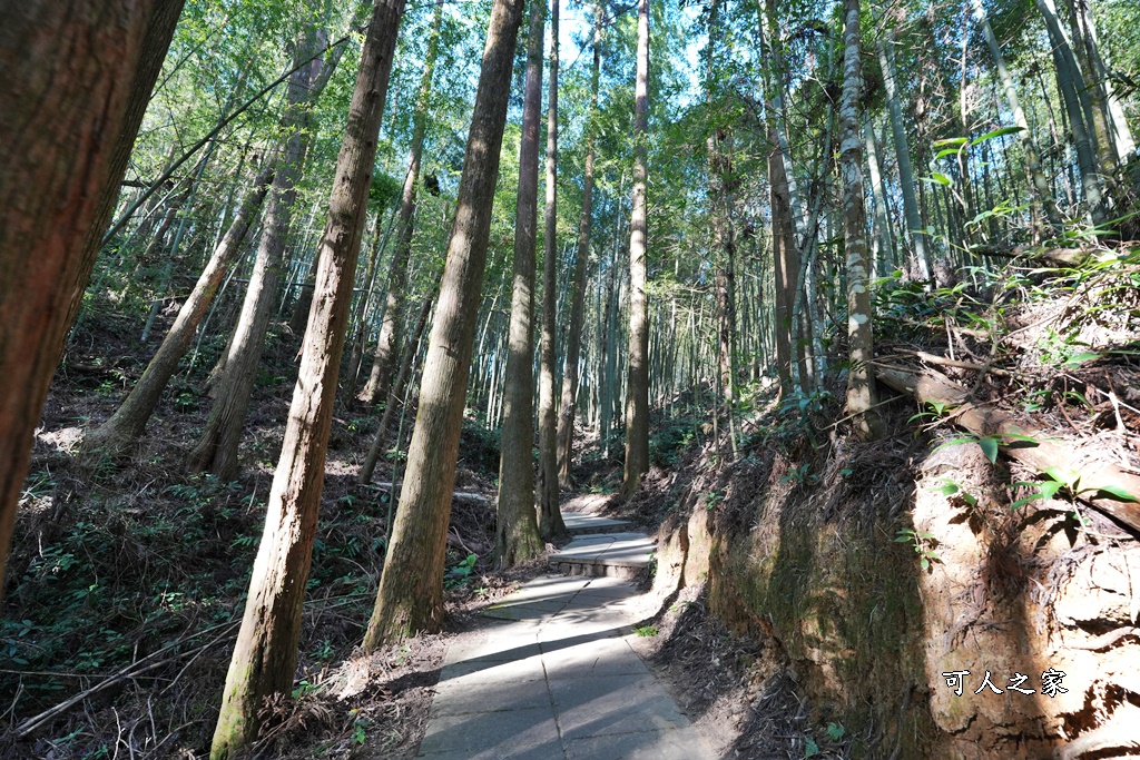 杉林步道,草嶺必吃美食,草嶺要吃甚麼？