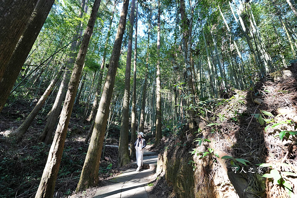 杉林步道,草嶺必吃美食,草嶺要吃甚麼？