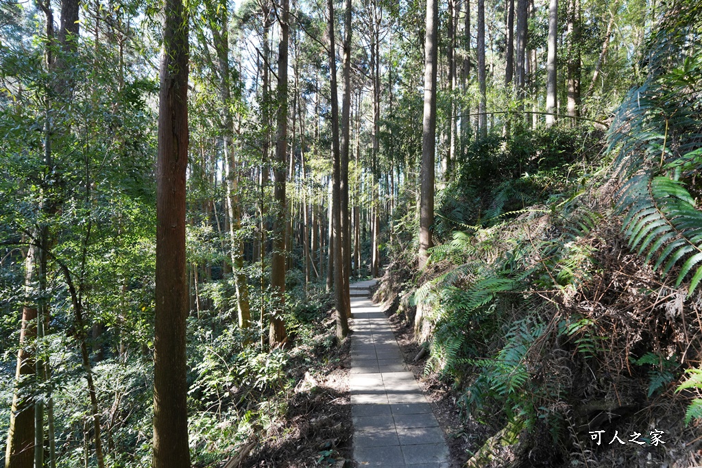 杉林步道,草嶺必吃美食,草嶺要吃甚麼？