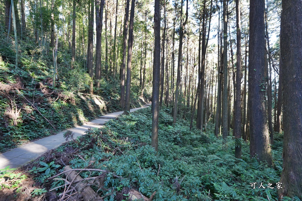 杉林步道,草嶺必吃美食,草嶺要吃甚麼？