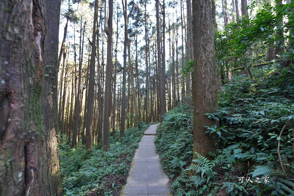 杉林步道,草嶺必吃美食,草嶺要吃甚麼？