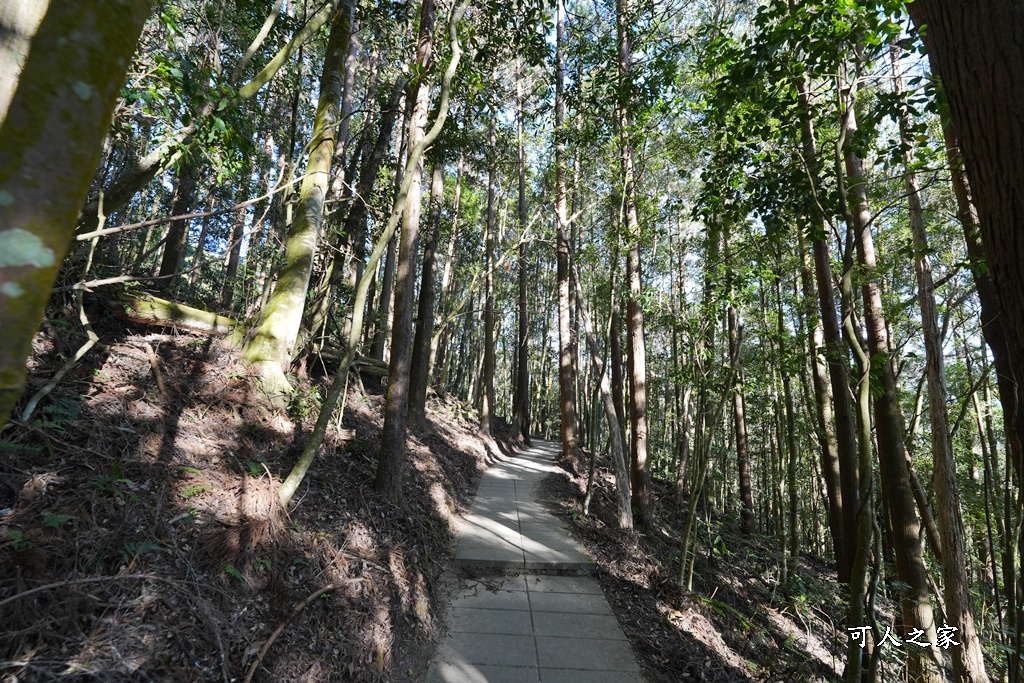 杉林步道,草嶺必吃美食,草嶺要吃甚麼？