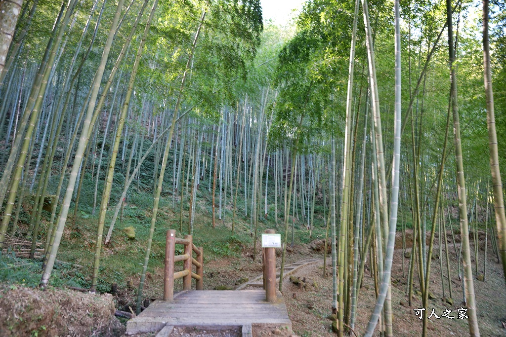 木馬古道O型路線,草嶺石壁森林療癒基地,雲林草嶺步道