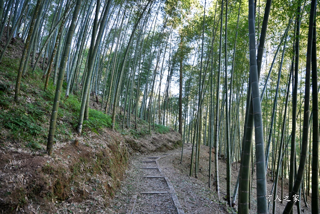 木馬古道O型路線,草嶺石壁森林療癒基地,雲林草嶺步道