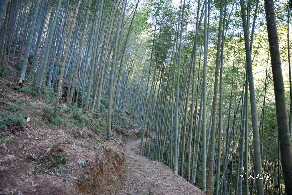 木馬古道O型路線,草嶺石壁森林療癒基地,雲林草嶺步道