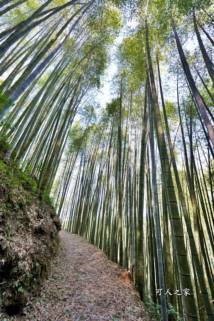 木馬古道O型路線,草嶺石壁森林療癒基地,雲林草嶺步道